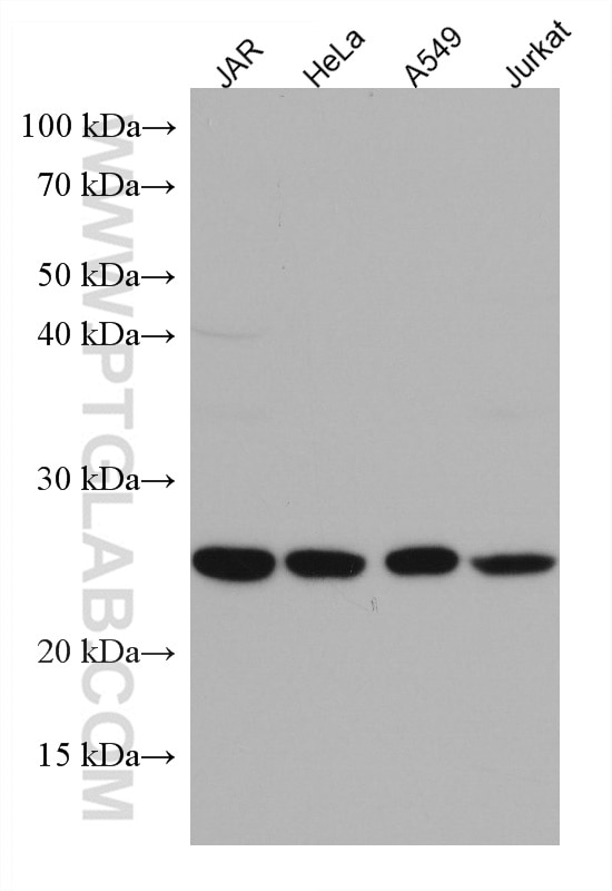 Western Blot (WB) analysis of various lysates using MESDC2 Monoclonal antibody (67441-1-Ig)