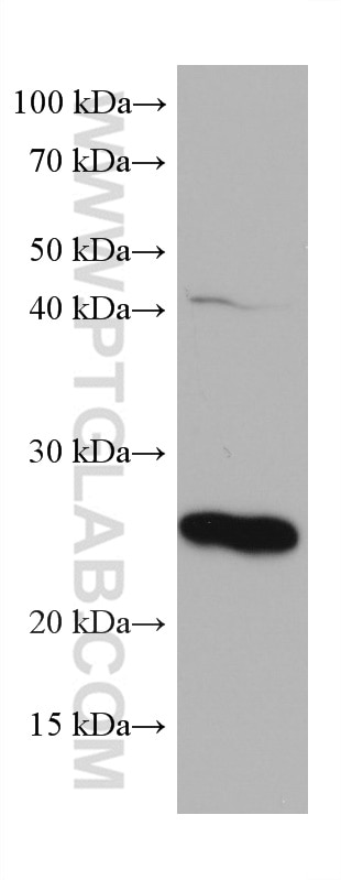 Western Blot (WB) analysis of human placenta tissue using MESDC2 Monoclonal antibody (67441-1-Ig)