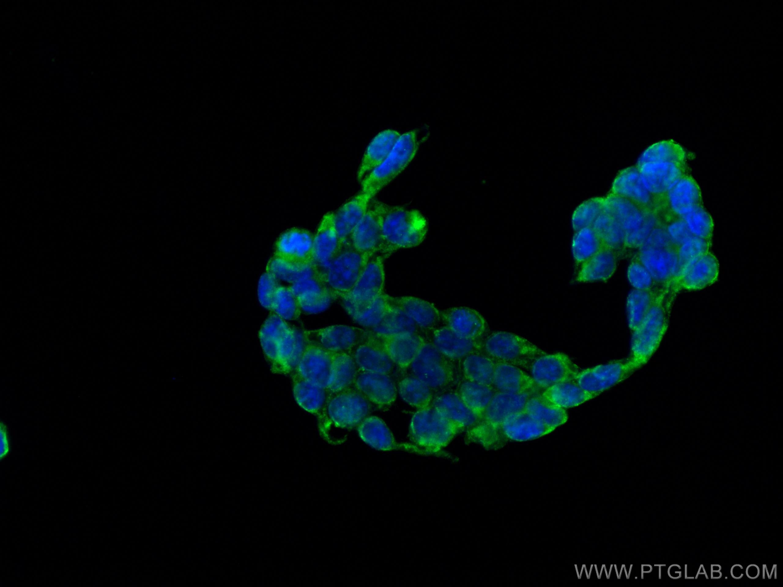 Immunofluorescence (IF) / fluorescent staining of HEK-293 cells using CoraLite® Plus 488-conjugated MESDC2 Monoclonal an (CL488-67441)