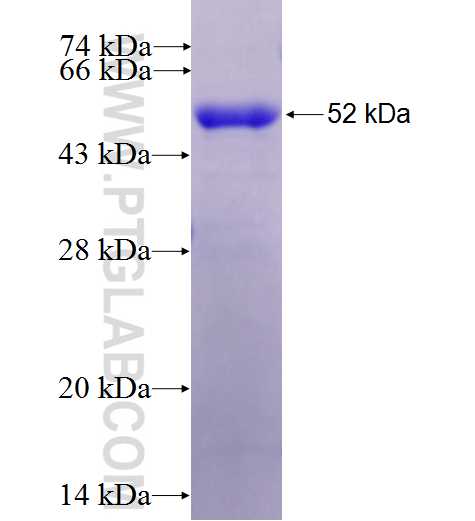 MESDC2 fusion protein Ag1403 SDS-PAGE