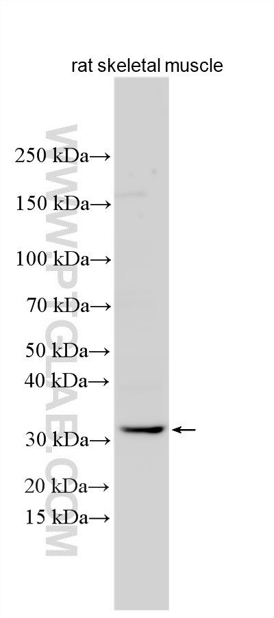 Rat skeletal muscle tissue lysates were subjected to SDS PAGE followed by western blot with 32304-1-AP (MESP1 antibody) at dilution of 1:600 incubated at room temperature for 1.5 hours. Western Blot (WB) analysis of various lysates using MESP1 Polyclonal antibody (32304-1-AP)