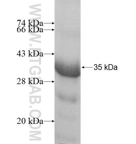 MESP1 fusion protein Ag8210 SDS-PAGE