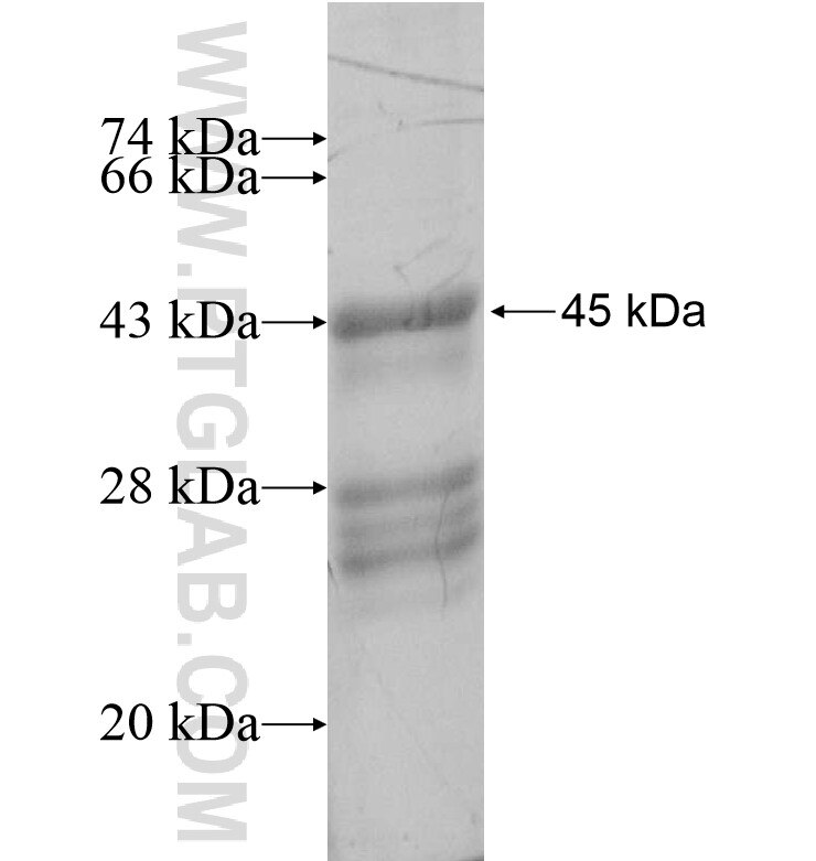 MESP2 fusion protein Ag16345 SDS-PAGE