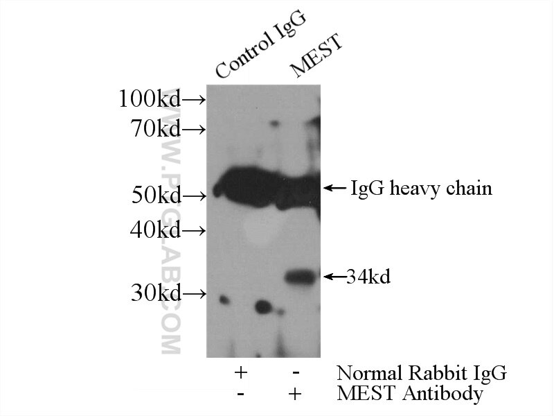 Immunoprecipitation (IP) experiment of PC-3 cells using MEST Polyclonal antibody (11118-1-AP)