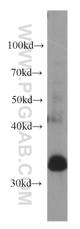 Western Blot (WB) analysis of PC-3 cells using MEST Monoclonal antibody (60263-1-Ig)