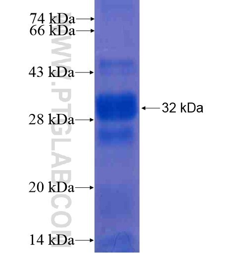 MEST fusion protein Ag11929 SDS-PAGE