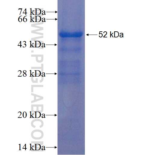 MEST fusion protein Ag1617 SDS-PAGE