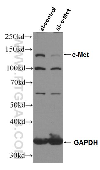 Western Blot (WB) analysis of HepG2 cells using c-Met (Cytoplasmic) Polyclonal antibody (25869-1-AP)