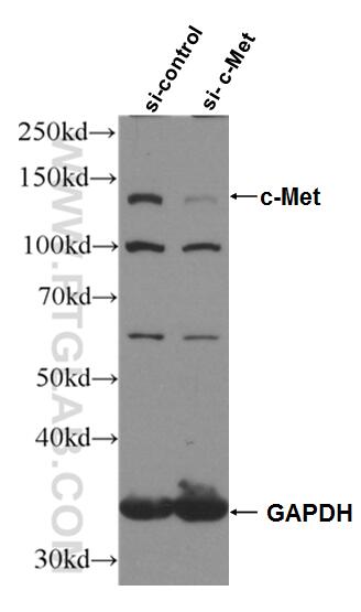 WB analysis of HepG2 using 25869-1-AP