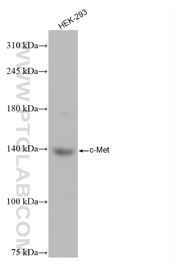 Western Blot (WB) analysis of HEK-293 cells using c-Met (Cytoplasmic) Recombinant antibody (82904-1-RR)