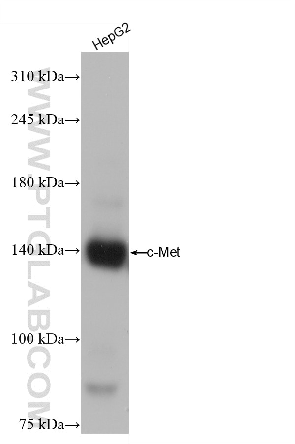 Western Blot (WB) analysis of HepG2 cells using c-Met (Cytoplasmic) Recombinant antibody (82904-1-RR)