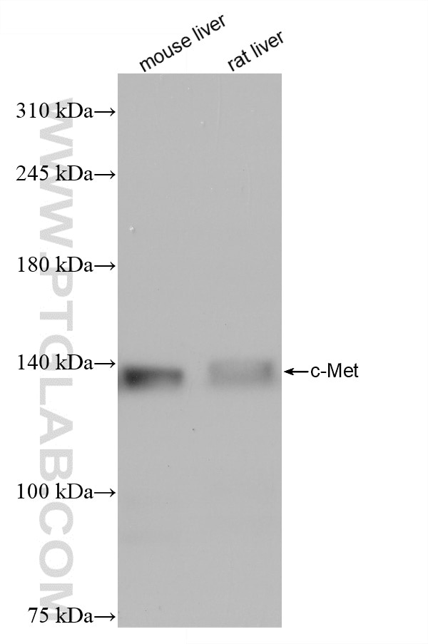 Western Blot (WB) analysis of various lysates using c-Met (Cytoplasmic) Recombinant antibody (82904-1-RR)