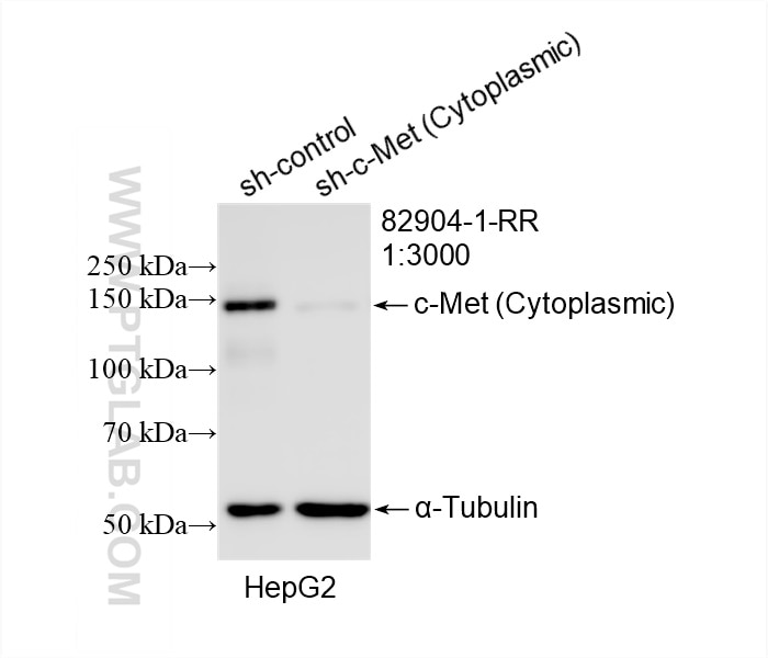 Western Blot (WB) analysis of HepG2 cells using c-Met (Cytoplasmic) Recombinant antibody (82904-1-RR)