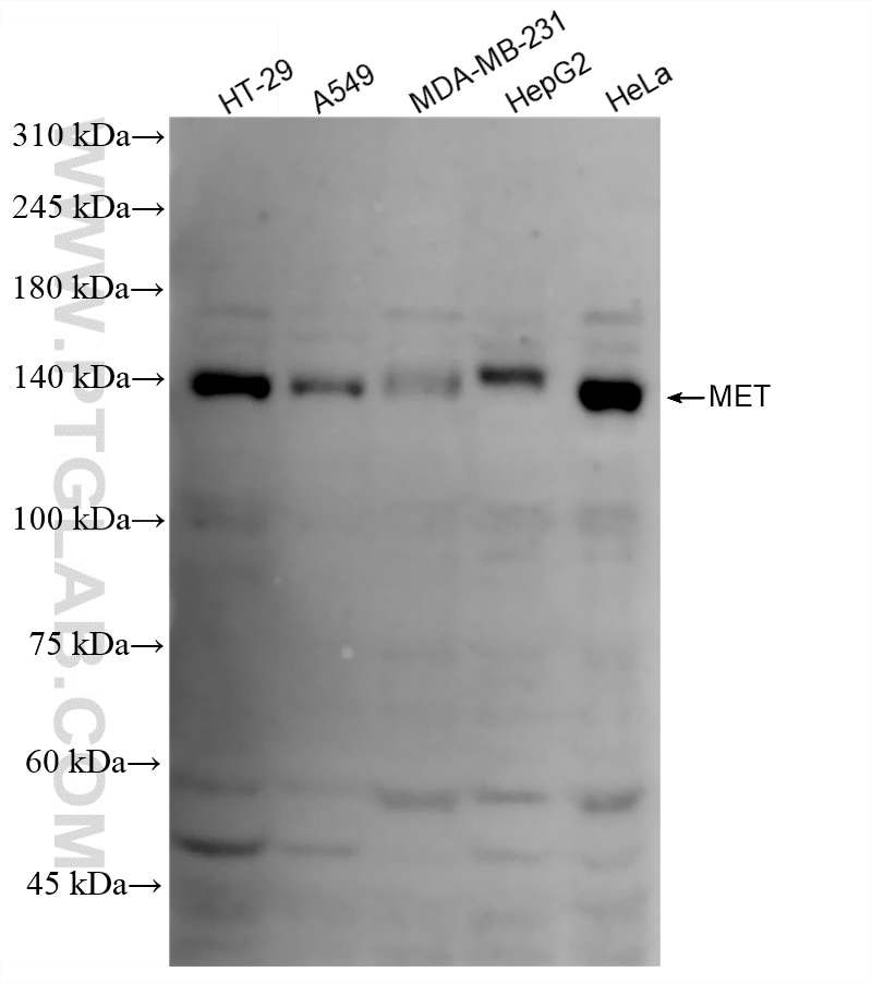 WB analysis using 82904-4-RR (same clone as 82904-4-PBS) Western Blot (WB) analysis of various lysates using c-MET Recombinant monoclonal antibody (82904-4-RR)
