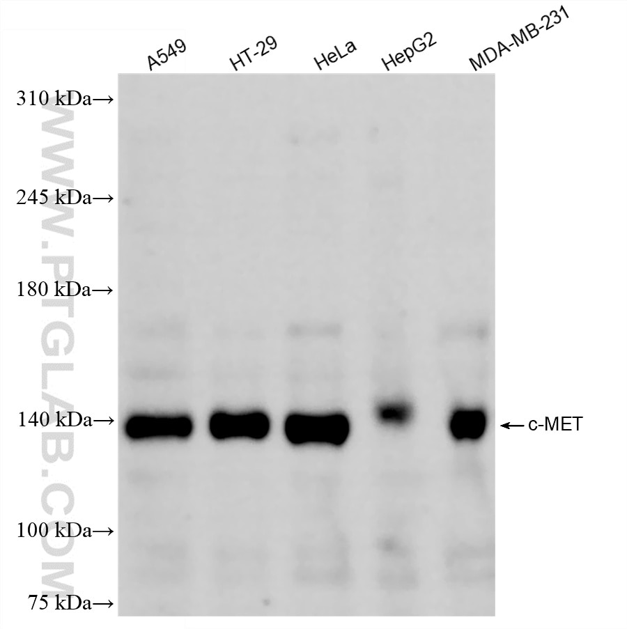 WB analysis using 82904-4-RR (same clone as 82904-4-PBS) Western Blot (WB) analysis of various lysates using c-MET Recombinant monoclonal antibody (82904-4-RR)