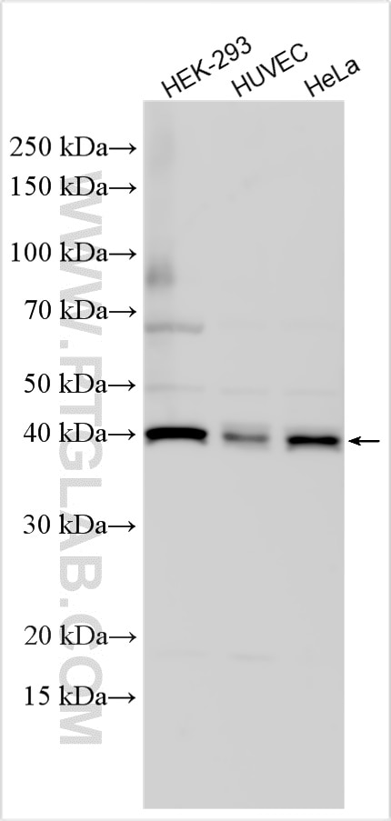 Western Blot (WB) analysis of various lysates using METAP1 Polyclonal antibody (28702-1-AP)