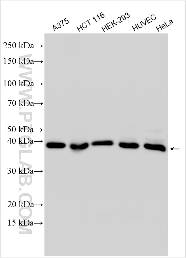 Western Blot (WB) analysis of various lysates using METAP1 Polyclonal antibody (28702-1-AP)