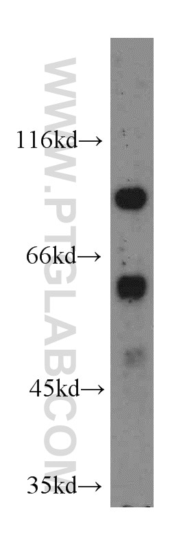 WB analysis of HEK-293 using 19924-1-AP