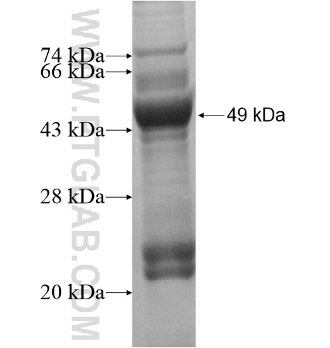 METT10D fusion protein Ag13889 SDS-PAGE