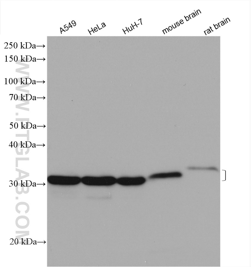 Western Blot (WB) analysis of various lysates using METTL1 Polyclonal antibody (14994-1-AP)