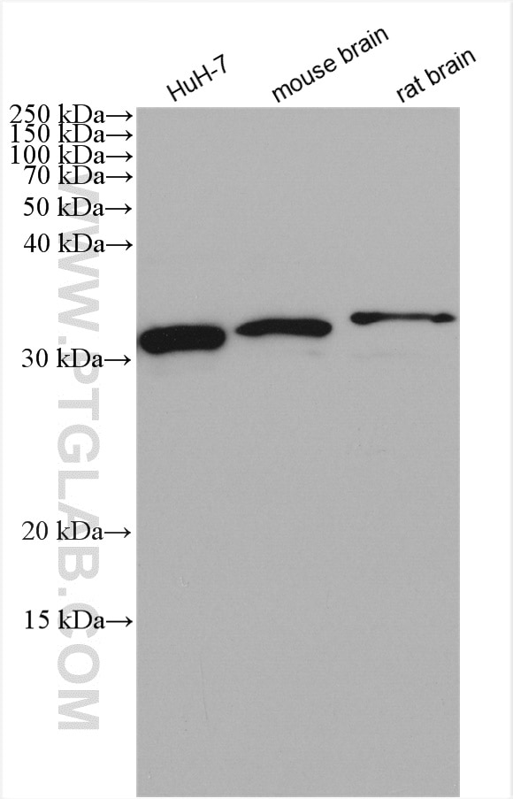 Western Blot (WB) analysis of various lysates using METTL1 Polyclonal antibody (14994-1-AP)