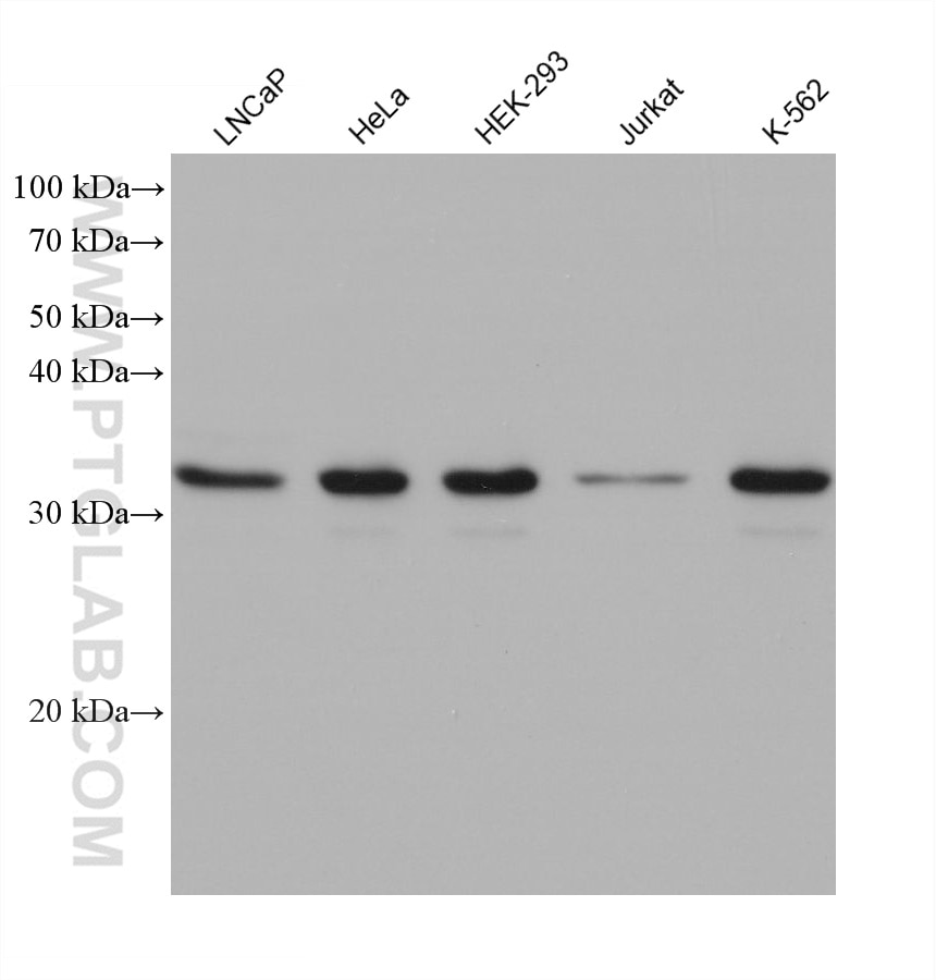 Western Blot (WB) analysis of various lysates using METTL1 Monoclonal antibody (68501-1-Ig)