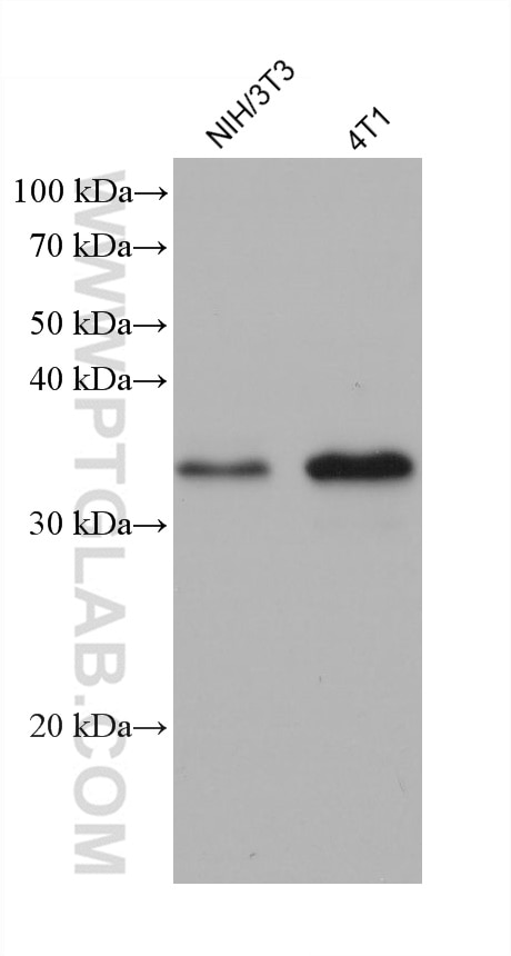 Western Blot (WB) analysis of various lysates using METTL1 Monoclonal antibody (68501-1-Ig)