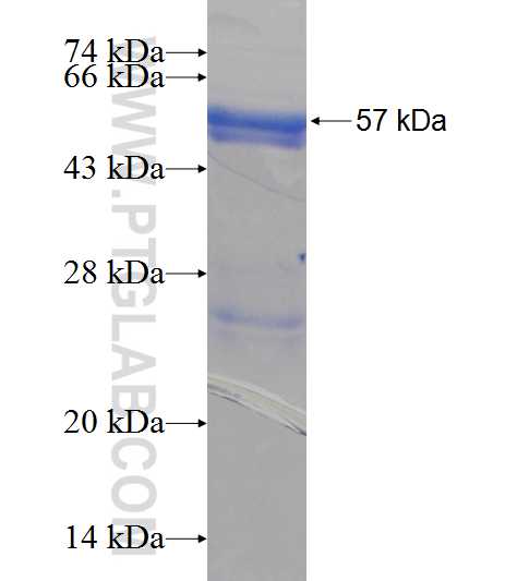 METTL1 fusion protein Ag6980 SDS-PAGE