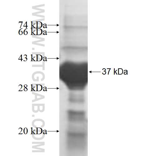 METTL1 fusion protein Ag7055 SDS-PAGE