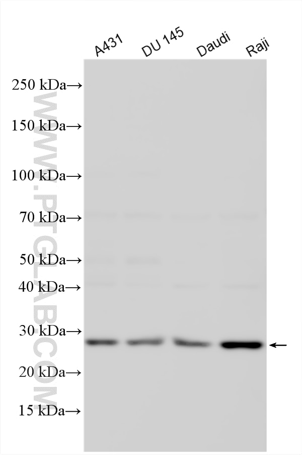WB analysis using 33763-1-AP Western Blot (WB) analysis of various lysates using METTL10 Polyclonal antibody (33763-1-AP)