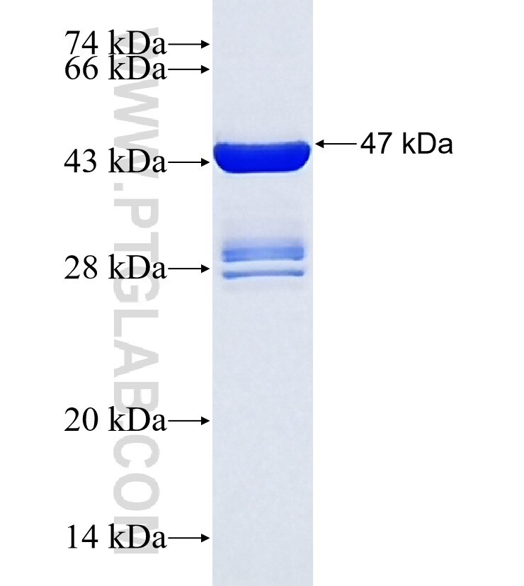 METTL10 fusion protein Ag37000 SDS-PAGE METTL10 fusion protein Ag37000 SDS-PAGE