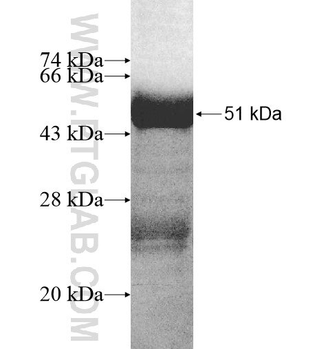 METTL11A fusion protein Ag10967 SDS-PAGE