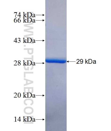 METTL11A fusion protein Ag11254 SDS-PAGE