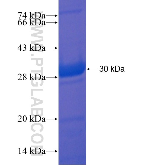 METTL12 fusion protein Ag21616 SDS-PAGE