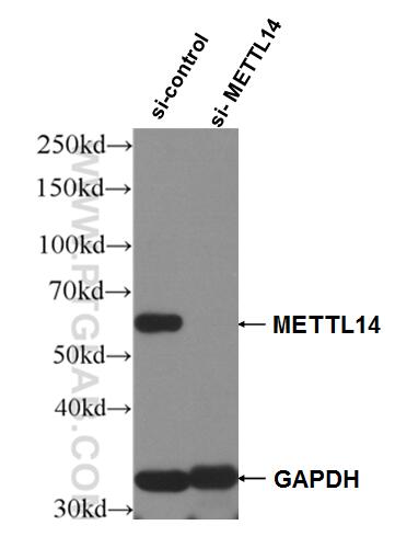 Western Blot (WB) analysis of Raji cells using METTL14 Polyclonal antibody (26158-1-AP)