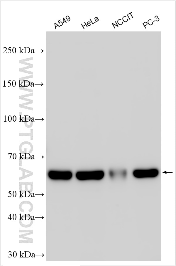 Western Blot (WB) analysis of various lysates using METTL14 Polyclonal antibody (26158-1-AP)