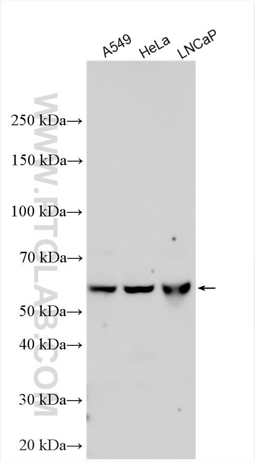 Western Blot (WB) analysis of various lysates using METTL14 Polyclonal antibody (26158-1-AP)