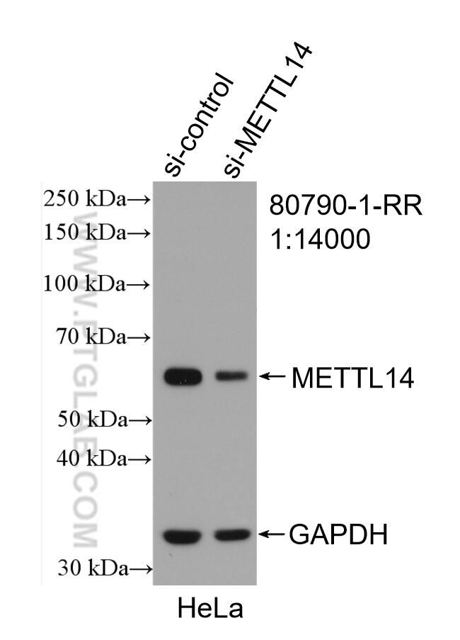 Western Blot (WB) analysis of HeLa cells using METTL14 Recombinant antibody (80790-1-RR)