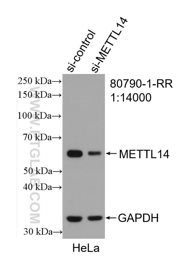 WB analysis of HeLa using 80790-1-RR