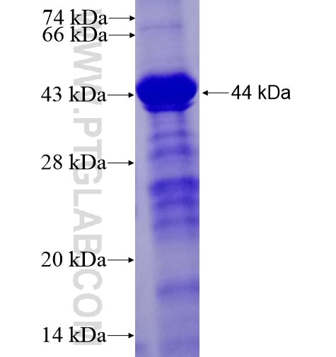 METTL14 fusion protein Ag14321 SDS-PAGE