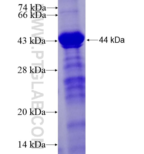 METTL14 fusion protein Ag14321 SDS-PAGE METTL14 fusion protein Ag14321 SDS-PAGE