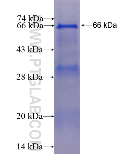 METTL14 fusion protein Ag14325 SDS-PAGE