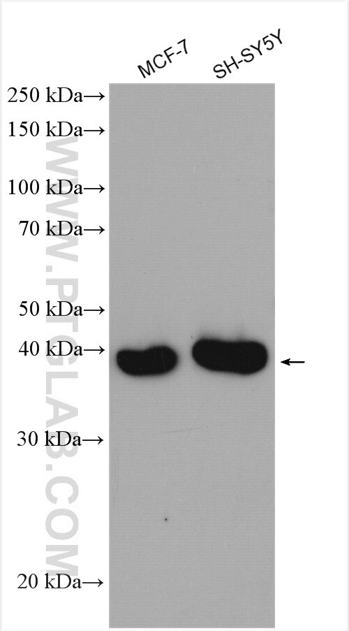 Western Blot (WB) analysis of various lysates using METTL2 Polyclonal antibody (16983-1-AP)