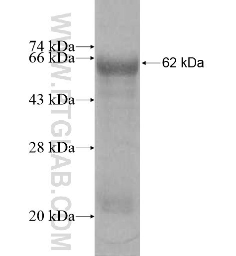 METTL2B fusion protein Ag10410 SDS-PAGE
