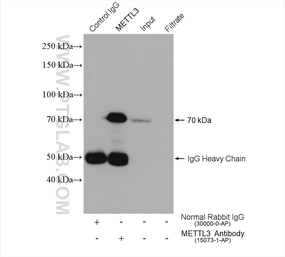 Immunoprecipitation (IP) experiment of HEK-293 cells using METTL3 Polyclonal antibody (15073-1-AP)