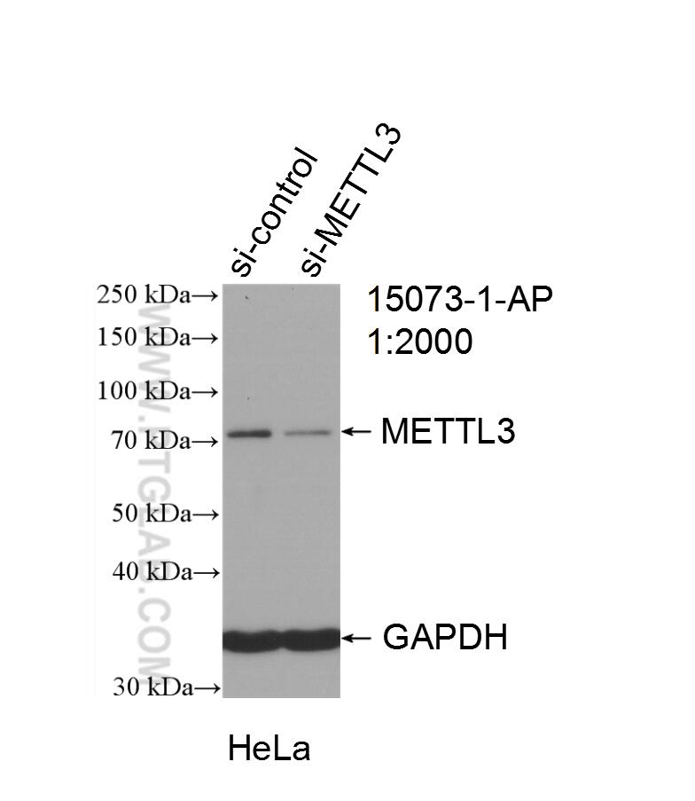 Western Blot (WB) analysis of HeLa cells using METTL3 Polyclonal antibody (15073-1-AP)