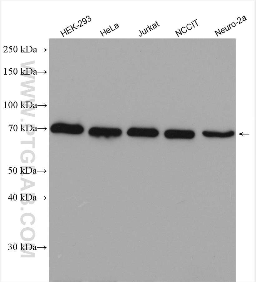 Western Blot (WB) analysis of various lysates using METTL3 Polyclonal antibody (15073-1-AP)