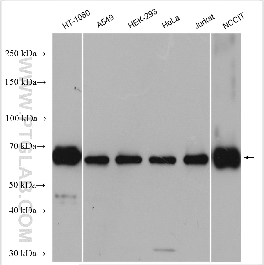 Western Blot (WB) analysis of various lysates using METTL3 Polyclonal antibody (15073-1-AP)