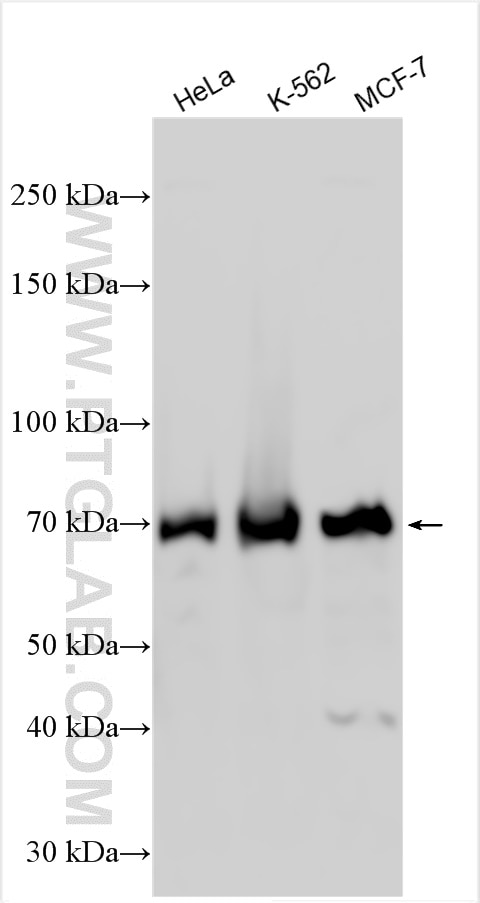 WB analysis using 29314-1-AP