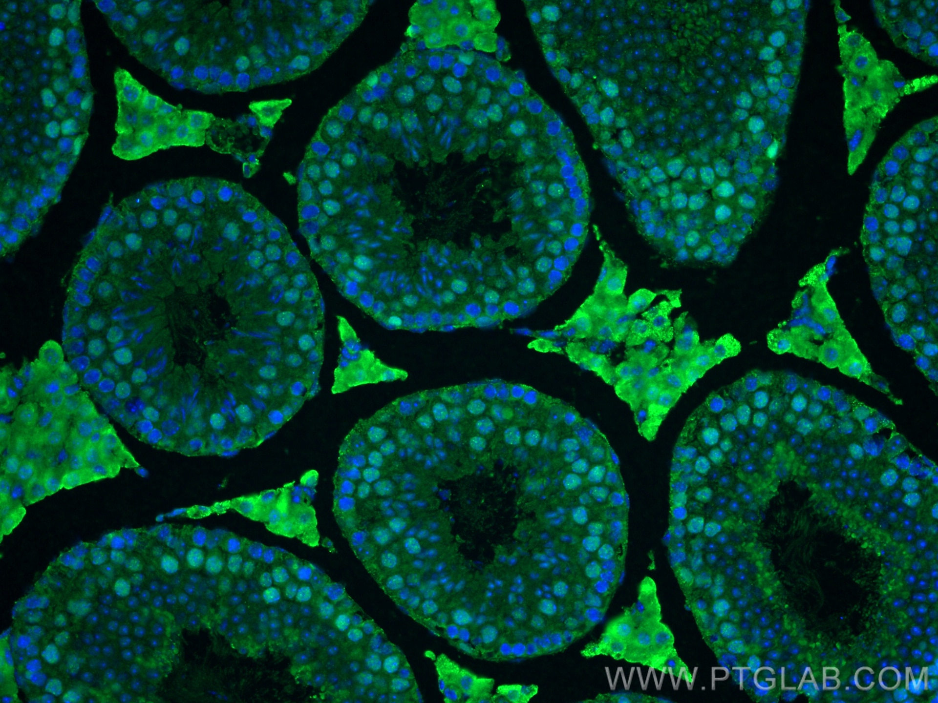 Immunofluorescence (IF) / fluorescent staining of mouse testis tissue using METTL3 Monoclonal antibody (67733-1-Ig)